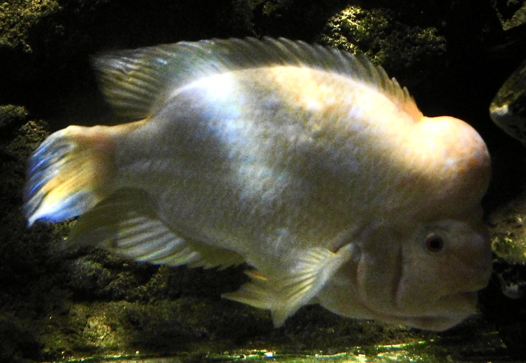 フラミンゴシクリッド(しながわ水族館)