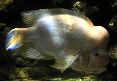 フラミンゴシクリッド(しながわ水族館)