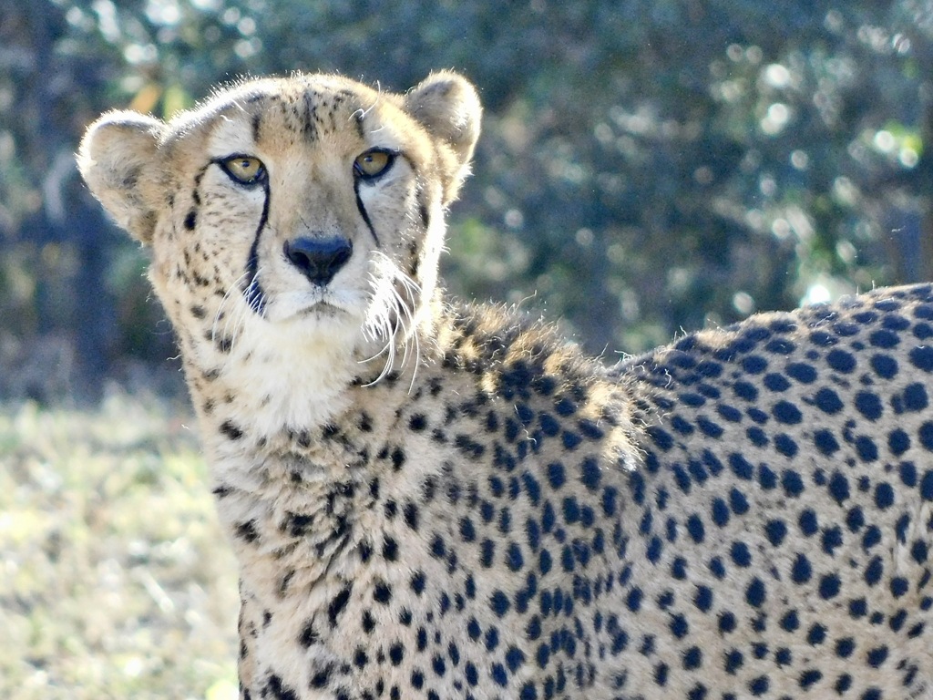 チーター(多摩動物公園)