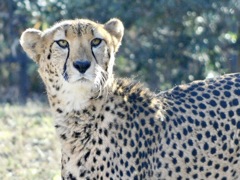 チーター(多摩動物公園)
