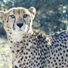 チーター(多摩動物公園)