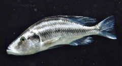 ディミディオクロミス・コンプレシケプス(カワスイ　川崎水族館)