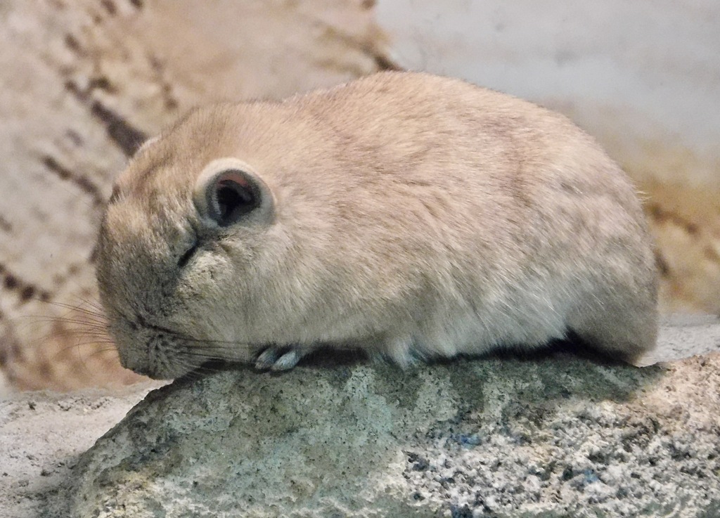 グンディ(足立区生物園)