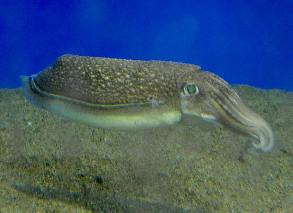 コウイカ(葛西臨海水族園)