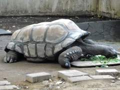 食事中のアルダブラゾウガメ(夢見ヶ崎動物公園)