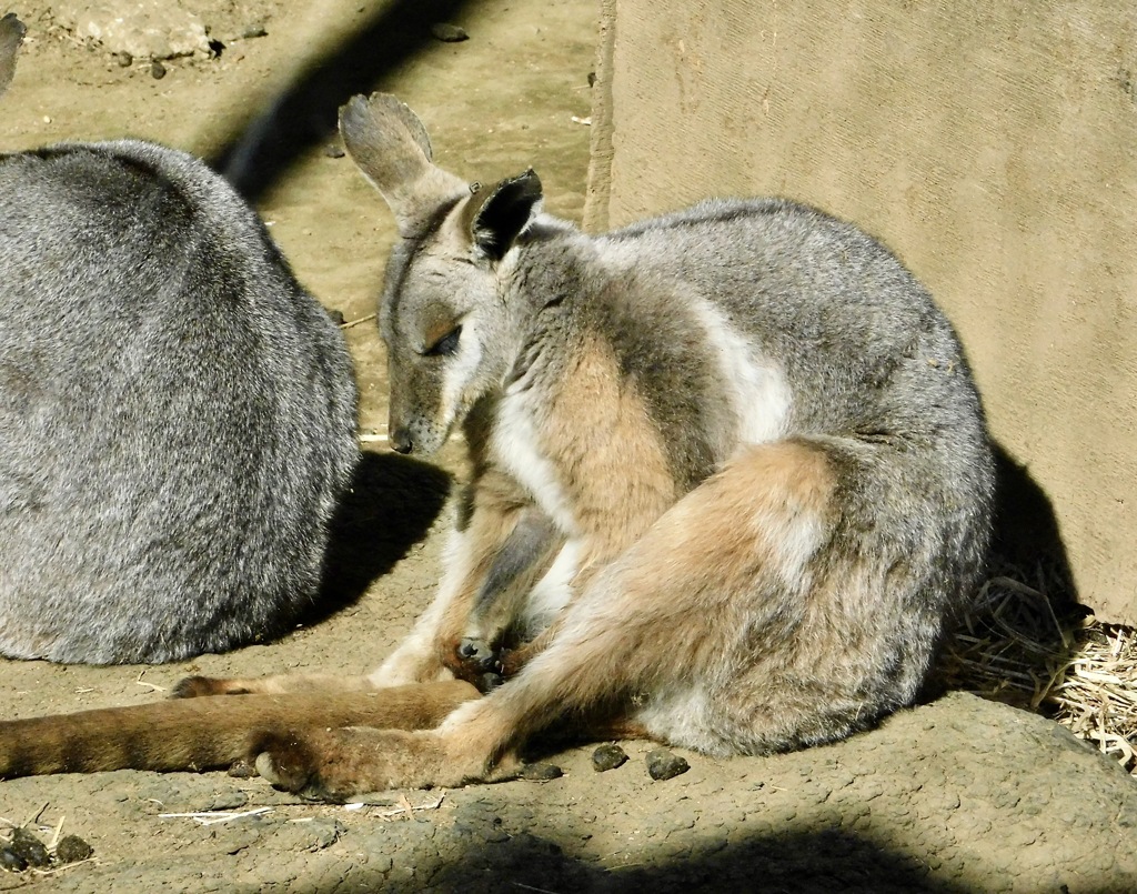 シマオイワワラビー(多摩動物公園)