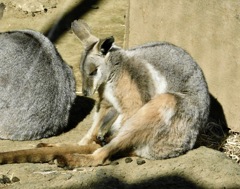 シマオイワワラビー(多摩動物公園)