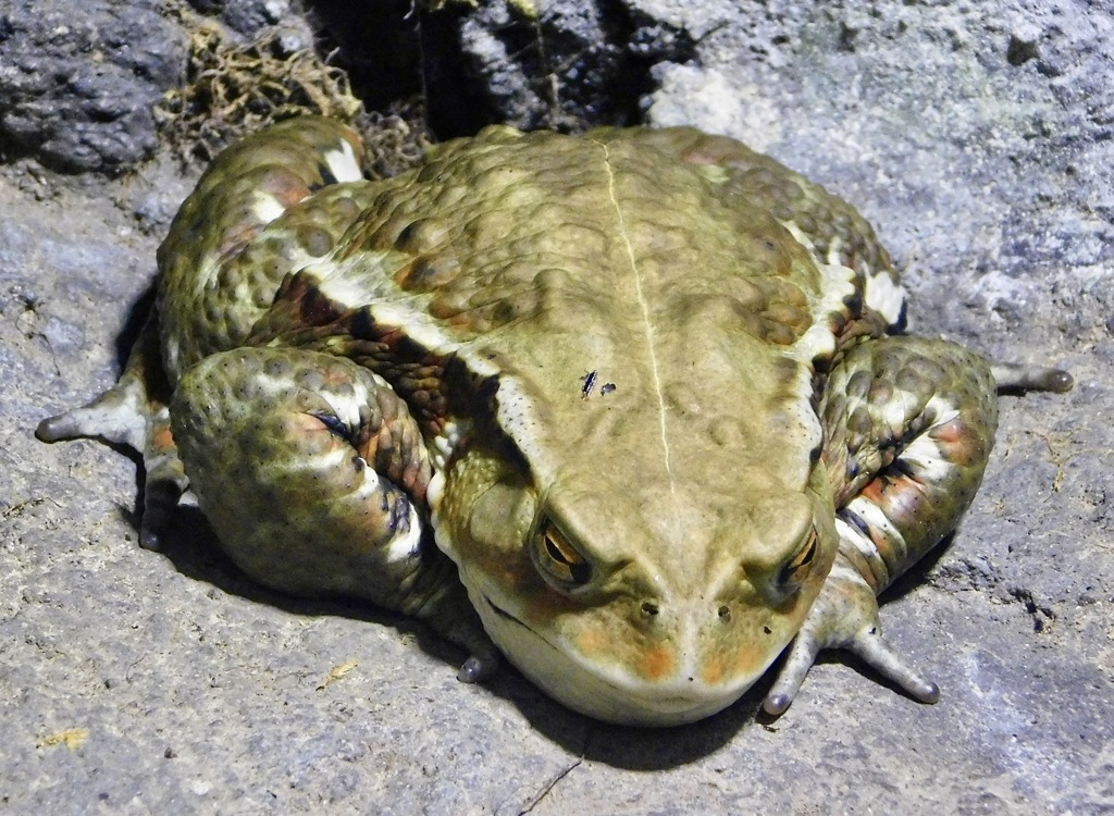 アズマヒキガエル(井の頭自然文化園)