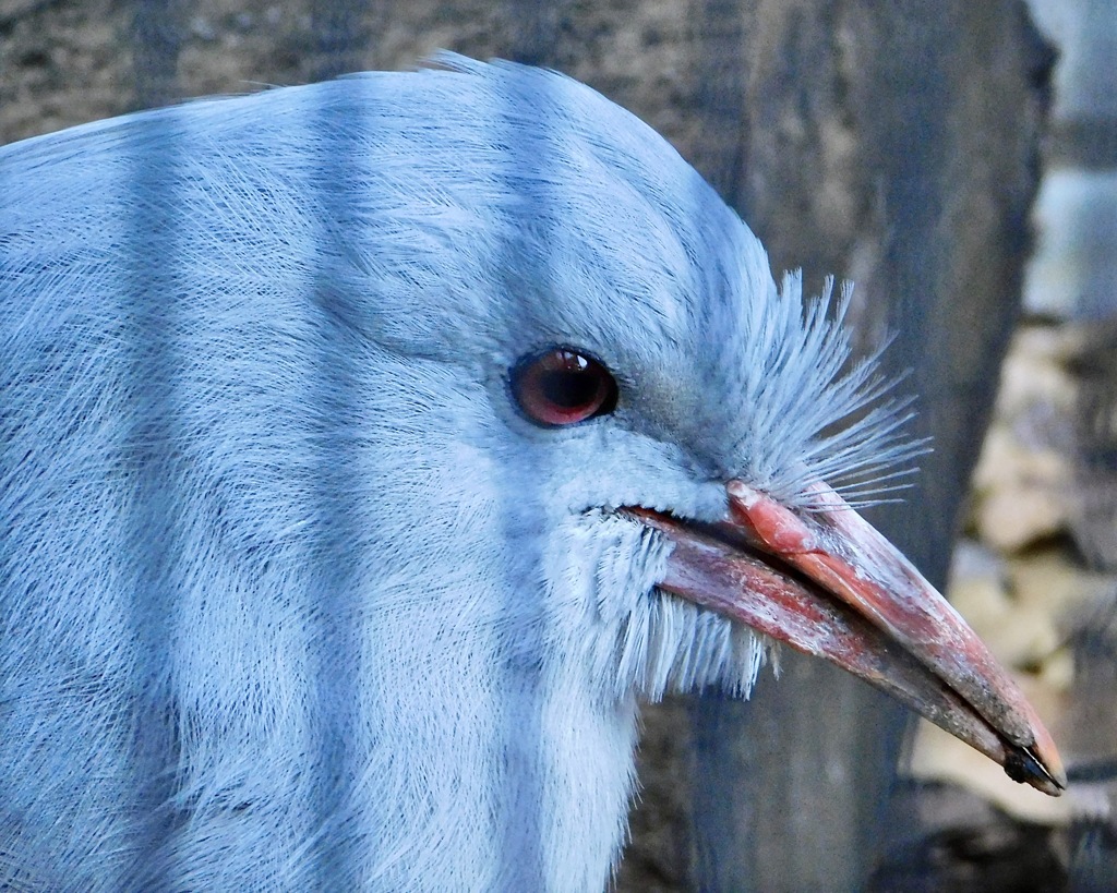 カグー(野毛山動物園)