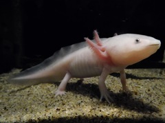 メキシコサラマンダー(しながわ水族館)