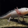 メキシコサラマンダー(しながわ水族館)