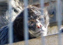 クモザル(夢見ヶ崎動物公園)