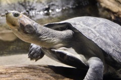 モンキヨコクビガメ(カワスイ　川崎水族館)