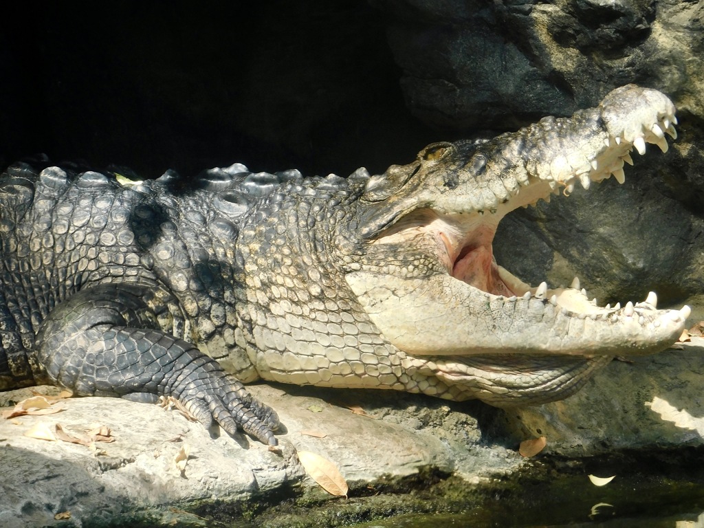 日光浴をしているイリエワニ(上野動物園)