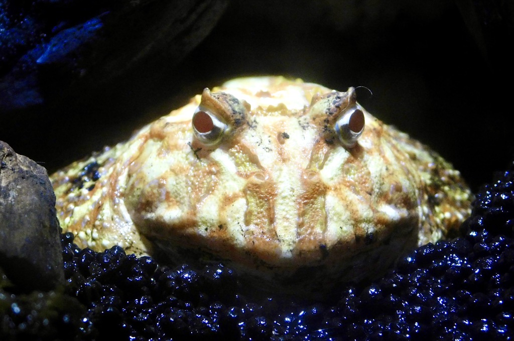 クランウェルツノガエル(しながわ水族館)