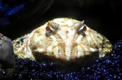 クランウェルツノガエル(しながわ水族館)