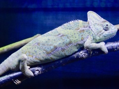 エボシカメレオン(上野動物園)