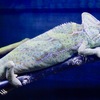 エボシカメレオン(上野動物園)