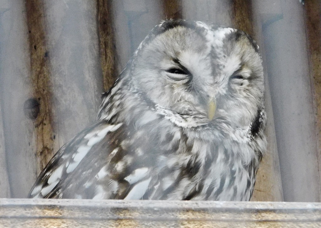 フクロウ(井の頭自然文化園)