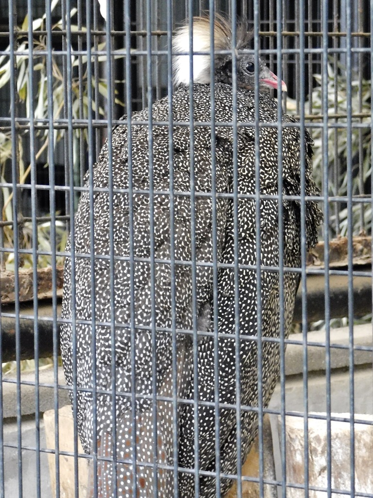 カンムリセイラン(野毛山動物園)