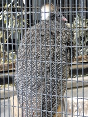カンムリセイラン(野毛山動物園)