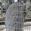 カンムリセイラン(野毛山動物園)