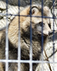 ホンドタヌキ(野毛山動物園)