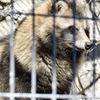 ホンドタヌキ(野毛山動物園)