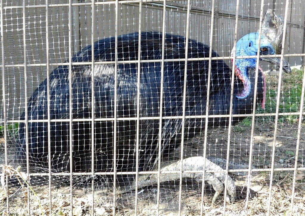 ヒクイドリ(東武動物公園)