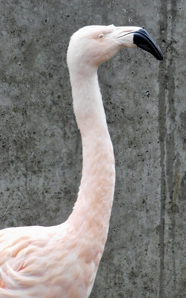 チリーフラミンゴ(夢見ヶ崎動物公園)