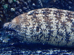 ウツボ(しながわ水族館)