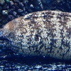 ウツボ(しながわ水族館)