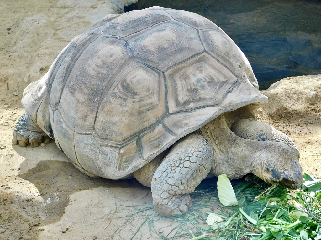 餌を食べるガラパゴスゾウガメ(上野動物園)