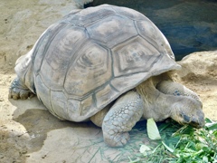 餌を食べるガラパゴスゾウガメ(上野動物園)