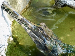 頭を上げるマレーガビアル(上野動物園)