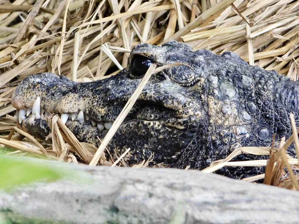 ニシアフリカコガタワニ(上野動物園)