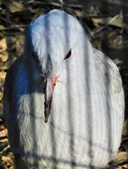 カグー(野毛山動物園)