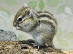 シマリス(浦安市交通公園)