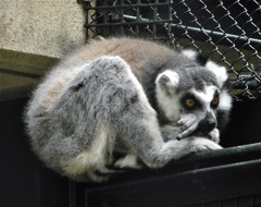 ワオキツネザル(夢見ヶ崎動物公園)