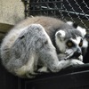 ワオキツネザル(夢見ヶ崎動物公園)