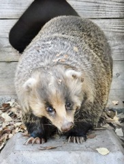 ニホンアナグマ(夢見ヶ崎動物公園)