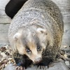 ニホンアナグマ(夢見ヶ崎動物公園)