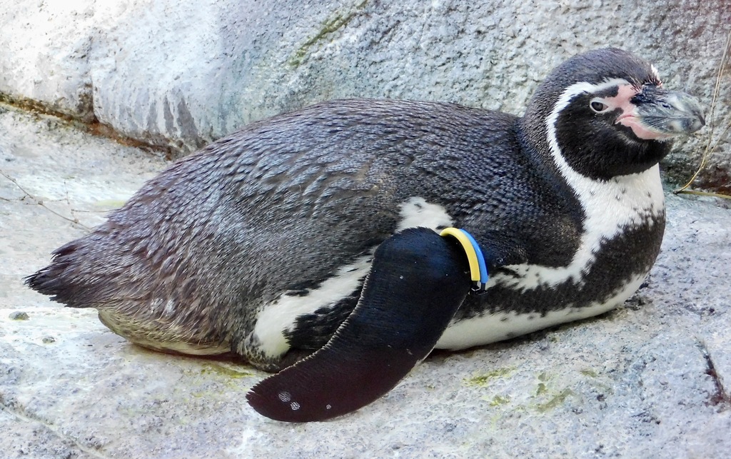 フンボルトペンギン(野毛山動物園)