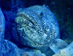 ヤイトハタ(しながわ水族館)