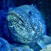 ヤイトハタ(しながわ水族館)