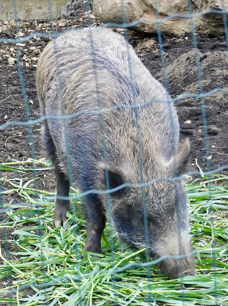 ニホンイノシシ(井の頭自然文化園)