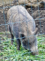 ニホンイノシシ(井の頭自然文化園)