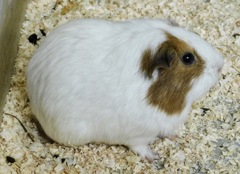 モルモット(井の頭自然文化園)