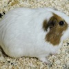 モルモット(井の頭自然文化園)