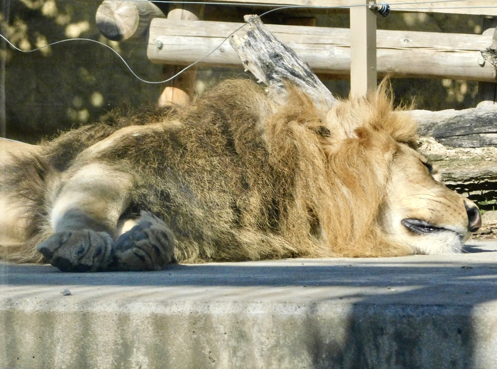 オスライオン(東武動物公園)
